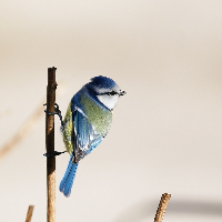 Ragnhild Selma Kvalsvik