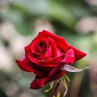 Bjørg Astrid Borge Olsen